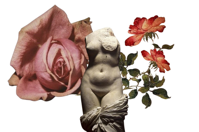 Venus Rose Deodorant ~